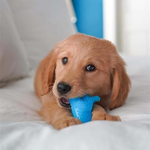 Nylabone gentle puppy dog - nylabone,