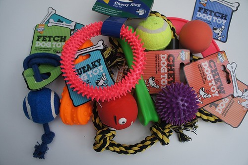 Assorted pet dog - pet,