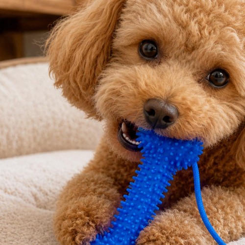 Dental chew toy - dental, dogs