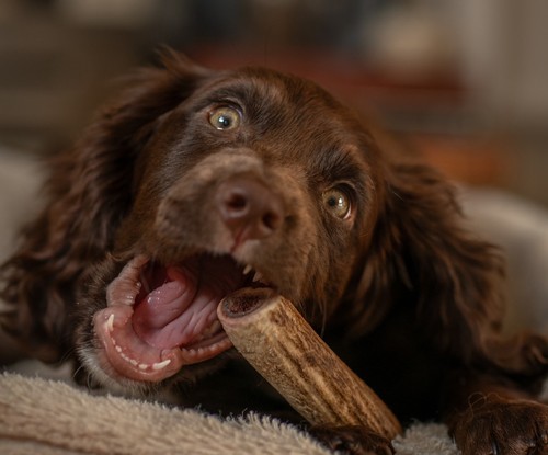 Small red deer antler - red, dog