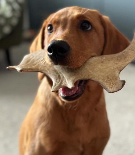 Fallow deer antler dog chew - antler,